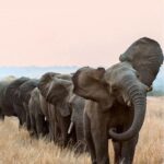 Doutzen Kroes Instagram – Such magical creatures #knotonmyplanet – 📸 source unknown Kenya