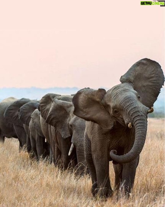 Doutzen Kroes Instagram - Such magical creatures #knotonmyplanet - 📸 source unknown Kenya