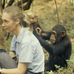 Doutzen Kroes Instagram - Jane Goodall; such a role model to me. Famous for her forty-year study on the social and family life of chimpanzees and nowadays activist for animal rights, the environment and chimpanzees #janegoodall 🖤