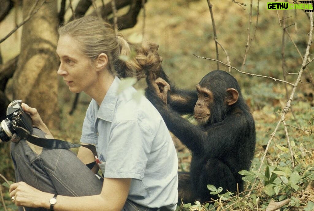 Doutzen Kroes Instagram - Jane Goodall; such a role model to me. Famous for her forty-year study on the social and family life of chimpanzees and nowadays activist for animal rights, the environment and chimpanzees #janegoodall 🖤