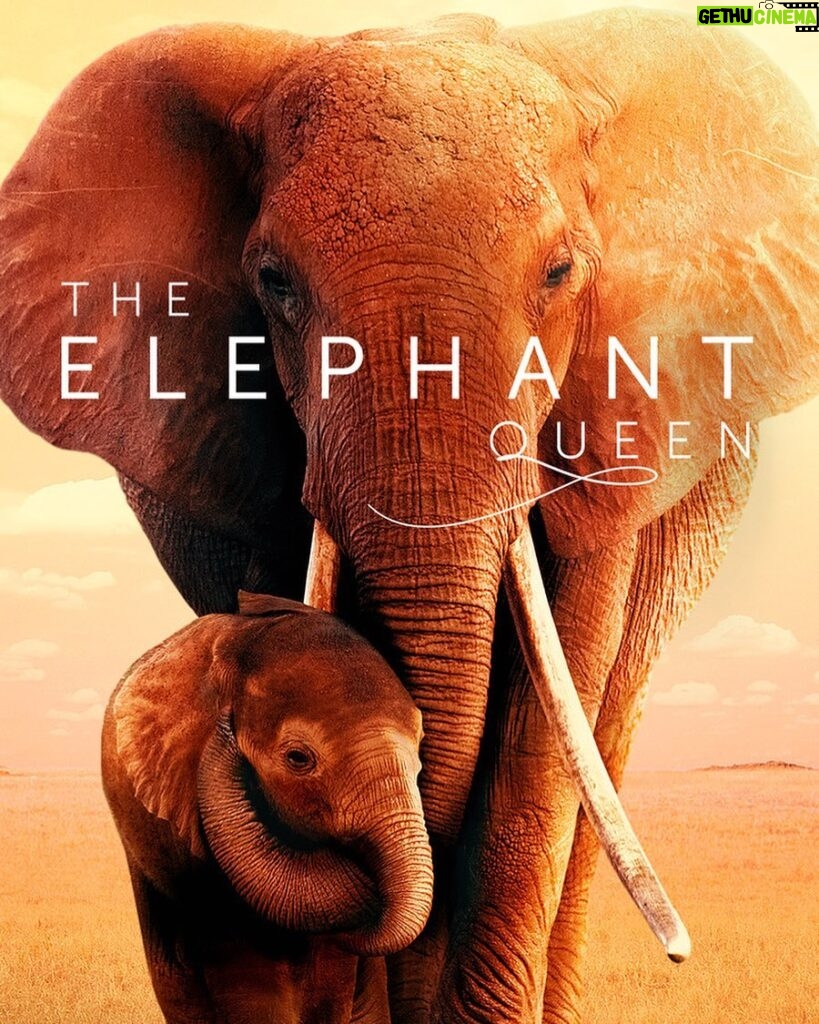 Doutzen Kroes Instagram - The incredible film The Elephant Queen is now on Apple TV+ For all views in 2019 Apple will make a donation to support elephant conservation in Tsavo, Kenya where the film was made. Enjoy the movie and help make a real difference for elephants. ❤️🐘❤️ #GatherTheHerd, #TheElephantQueen