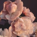 Doutzen Kroes Instagram - Some flowers for everyone. Enjoy this beautiful day 🌸