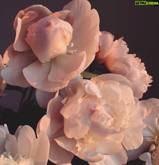 Doutzen Kroes Instagram - Some flowers for everyone. Enjoy this beautiful day 🌸