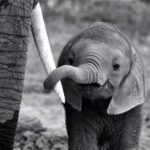 Doutzen Kroes Instagram - A little baby elephant holding on to his mommy. I'm still fighting for these beautiful animals. They deserve to have a good and healthy life. #knotonmyplanet