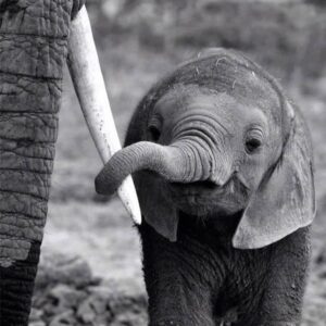 Doutzen Kroes Instagram - A little baby elephant holding on to his mommy. I'm still fighting for these beautiful animals. They deserve to have a good and healthy life. #knotonmyplanet