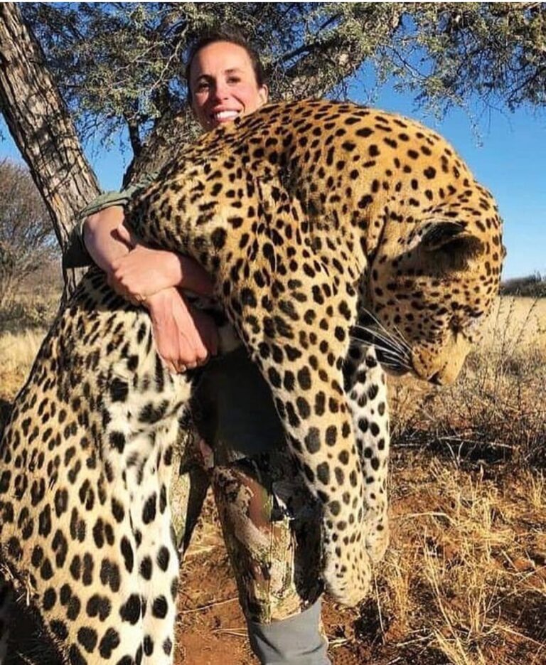 Doutzen Kroes Instagram - How can you find pride and pleasure in killing a beautiful animal like this large male Leopard. The woman in the picture should be ashamed of herself! I find this disgusting and I’m so upset, sad and angry that this still happens!! #stopbiggamehunting 😓