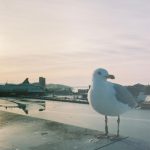 Dylan Minnette Instagram - some film from the euro run