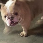 Dylan Sprouse Instagram - Just another Magnus appreciation post Dog Dog