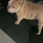 Dylan Sprouse Instagram – Just another Magnus appreciation post Dog Dog