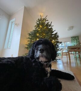 Edvin Ryding Instagram - merry christmas honey bunnies #iloveyou #ihopeyouhaveanicechristmas #thankyousimon The North Pole
