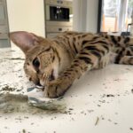 Elena Temnikova Instagram - Пока муж относил мне заваренный чай и морс, легендарный кот не терял время. Мята вскружила голову 🐯Нао. 🤣 ❤️Ребят, всем спасибо за ваши сообщения и пожелания скорейшего выздоровления. Все вижу и люблю🤍 очень, просто сил пока нет отвечать.