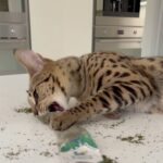 Elena Temnikova Instagram - Пока муж относил мне заваренный чай и морс, легендарный кот не терял время. Мята вскружила голову 🐯Нао. 🤣 ❤️Ребят, всем спасибо за ваши сообщения и пожелания скорейшего выздоровления. Все вижу и люблю🤍 очень, просто сил пока нет отвечать.