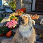 Elizabeth Warren Instagram - Bailey and I wish you a safe and happy Halloween!