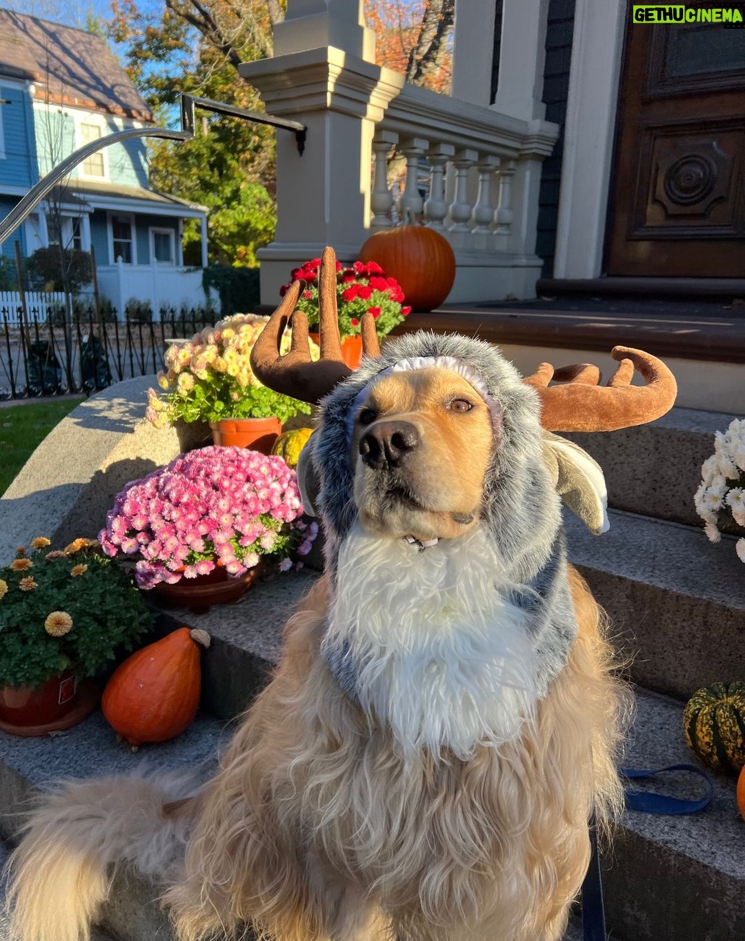 Elizabeth Warren Instagram - Bailey and I wish you a safe and happy Halloween!