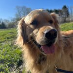 Elizabeth Warren Instagram - Spring has arrived at Fresh Pond and so has Bailey