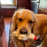 Elizabeth Warren Instagram - Guess who was such a good boy at the vet that he got a new toy?