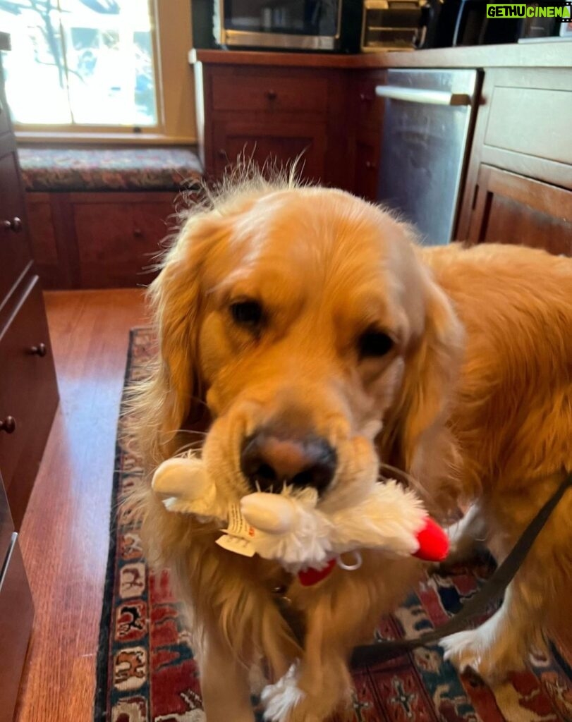 Elizabeth Warren Instagram - Guess who was such a good boy at the vet that he got a new toy?