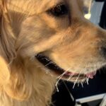 Elizabeth Warren Instagram - Yes that’s ice on the whiskers. (It was 4 degrees out there)