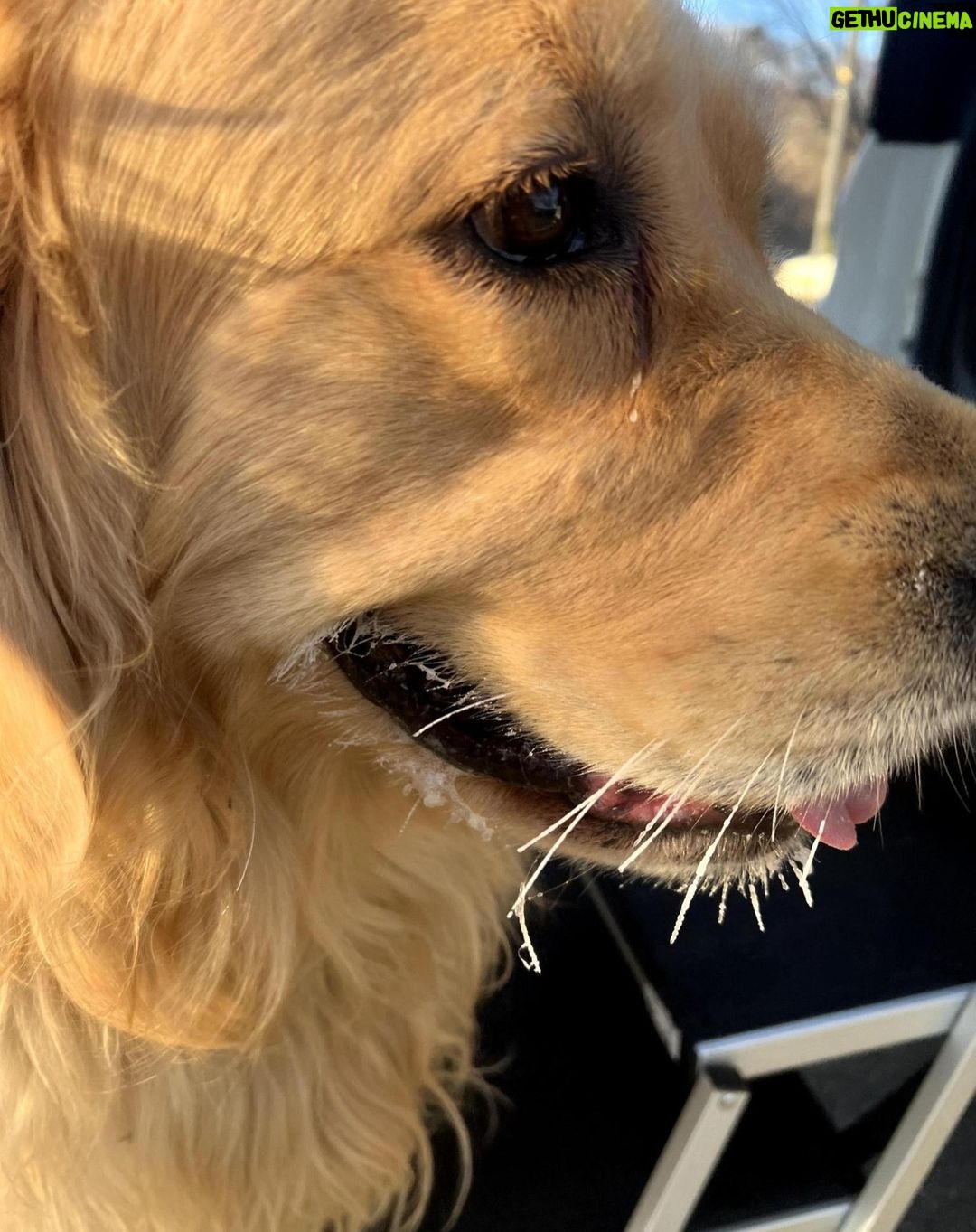 Elizabeth Warren Instagram - Yes that’s ice on the whiskers. (It was 4 degrees out there)