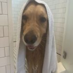 Elizabeth Warren Instagram - I heard that Santa likes clean doggies.