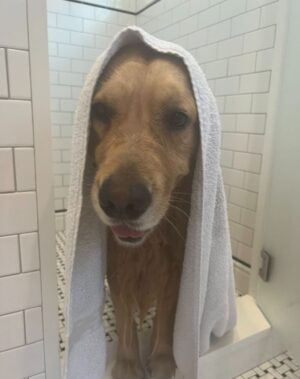 Elizabeth Warren Instagram - I heard that Santa likes clean doggies.