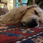 Elizabeth Warren Instagram - Bailey is resting up for the holidays.