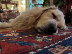 Elizabeth Warren Instagram - Bailey is resting up for the holidays.