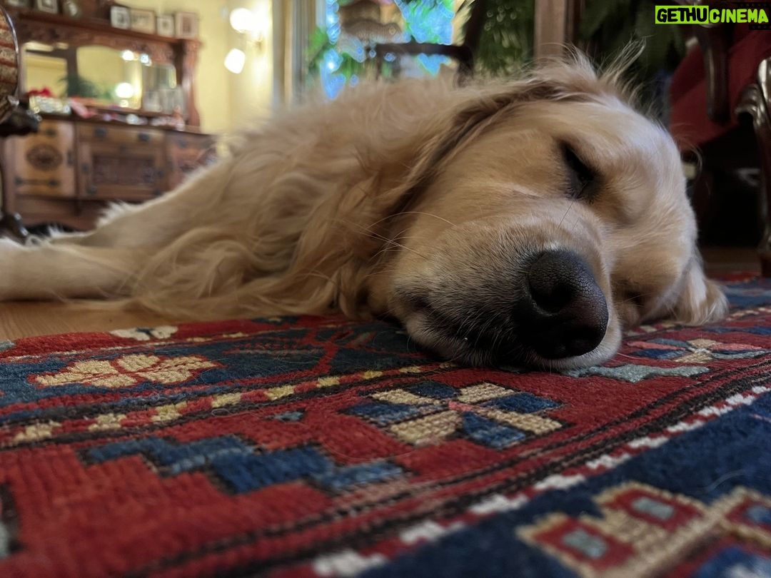 Elizabeth Warren - 48.3K Likes - Bailey is resting up for the holidays.