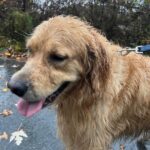 Elizabeth Warren Instagram - It’s golden retriever weather—cold, windy, and wet