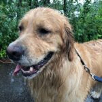 Elizabeth Warren Instagram - Rainy day? Nah. Just golden retriever weather.