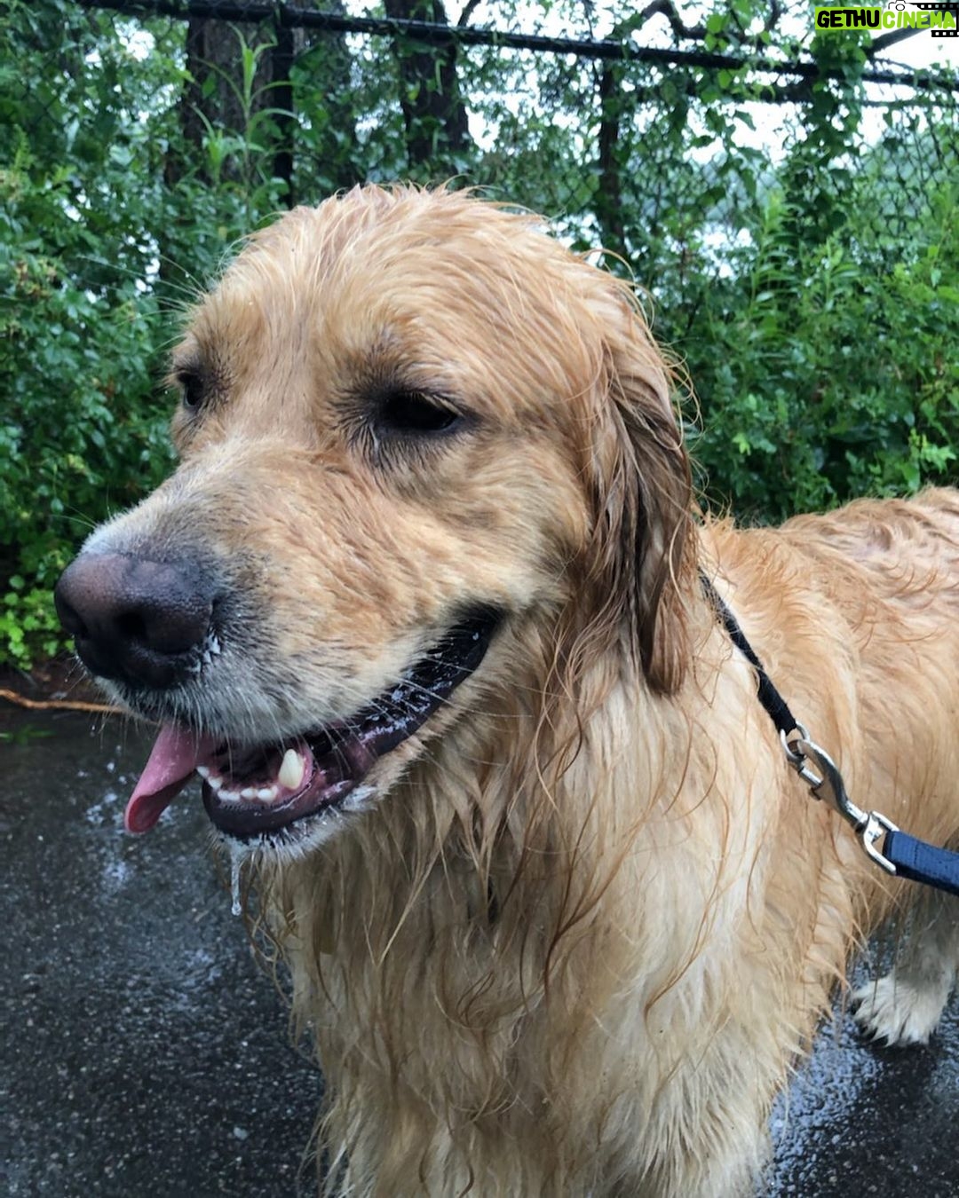 Elizabeth Warren Instagram - Rainy day? Nah. Just golden retriever weather.
