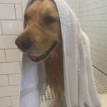Elizabeth Warren Instagram - I heard that Santa likes clean doggies.