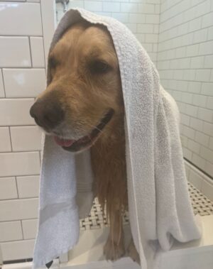 Elizabeth Warren Instagram - I heard that Santa likes clean doggies.