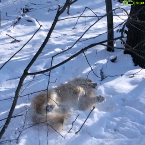 Elizabeth Warren Instagram - Bailey does snow angels