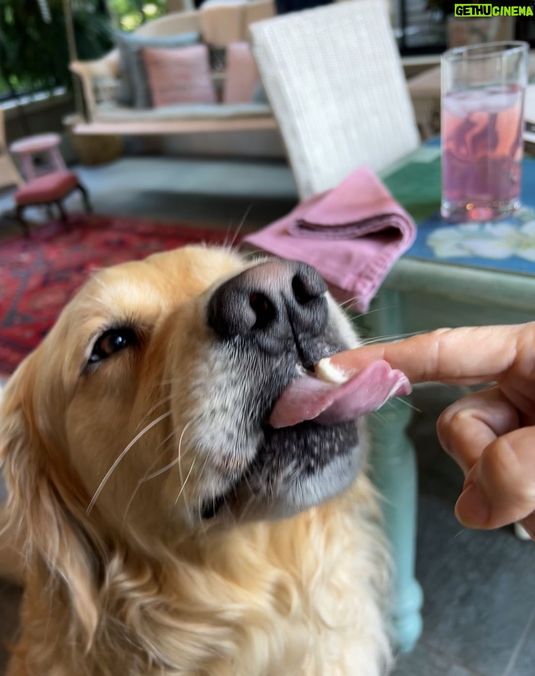 Elizabeth Warren - 66.6K Likes - Thank you to my sweetie, Bruce, for such a wonderful cake (Bailey enjoyed it, too), and thank you all for the well wishes today! Looking forward to another year of fighting for families in Massachusetts and across the country.