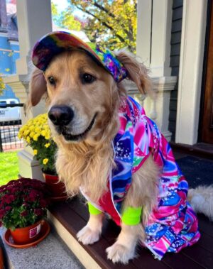 Elizabeth Warren Instagram - Bailey says you can never have Kenough Halloween spirit.