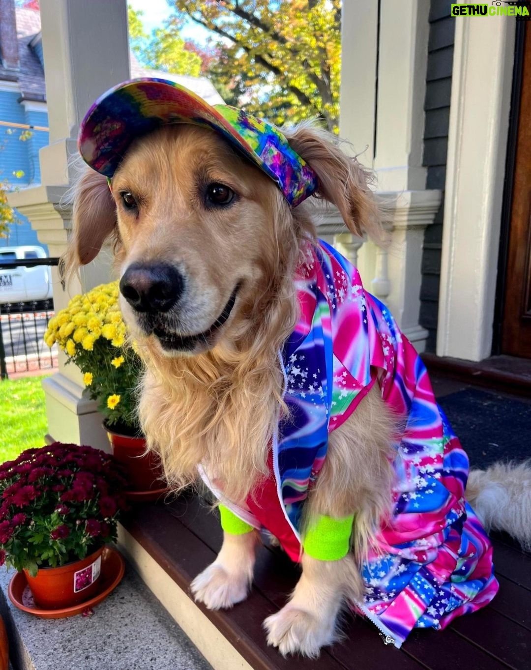 Elizabeth Warren - 58.4K Likes - Bailey says you can never have Kenough Halloween spirit.