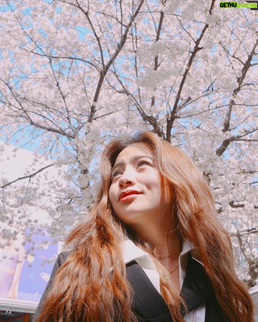 Ella Cruz Instagram - 🌸 벚꽃 🤍 new vlog on my new YT ✨ #cherryblossoms Seoul, Korea