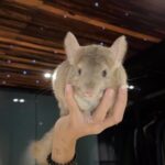 Ellen Adarna Instagram - Our little Arthur ❤️ @ramsayderek07 😂 #chinchilla