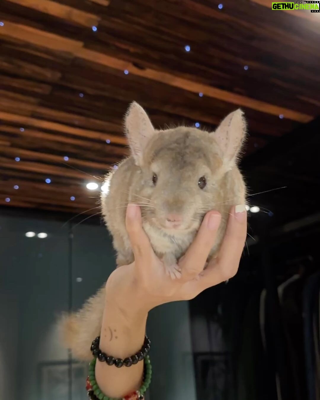 Ellen Adarna Instagram - Our little Arthur ❤️ @ramsayderek07 😂 #chinchilla