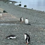 Ellen Adarna Instagram - ❤️🐧 #antarctica Danco Island