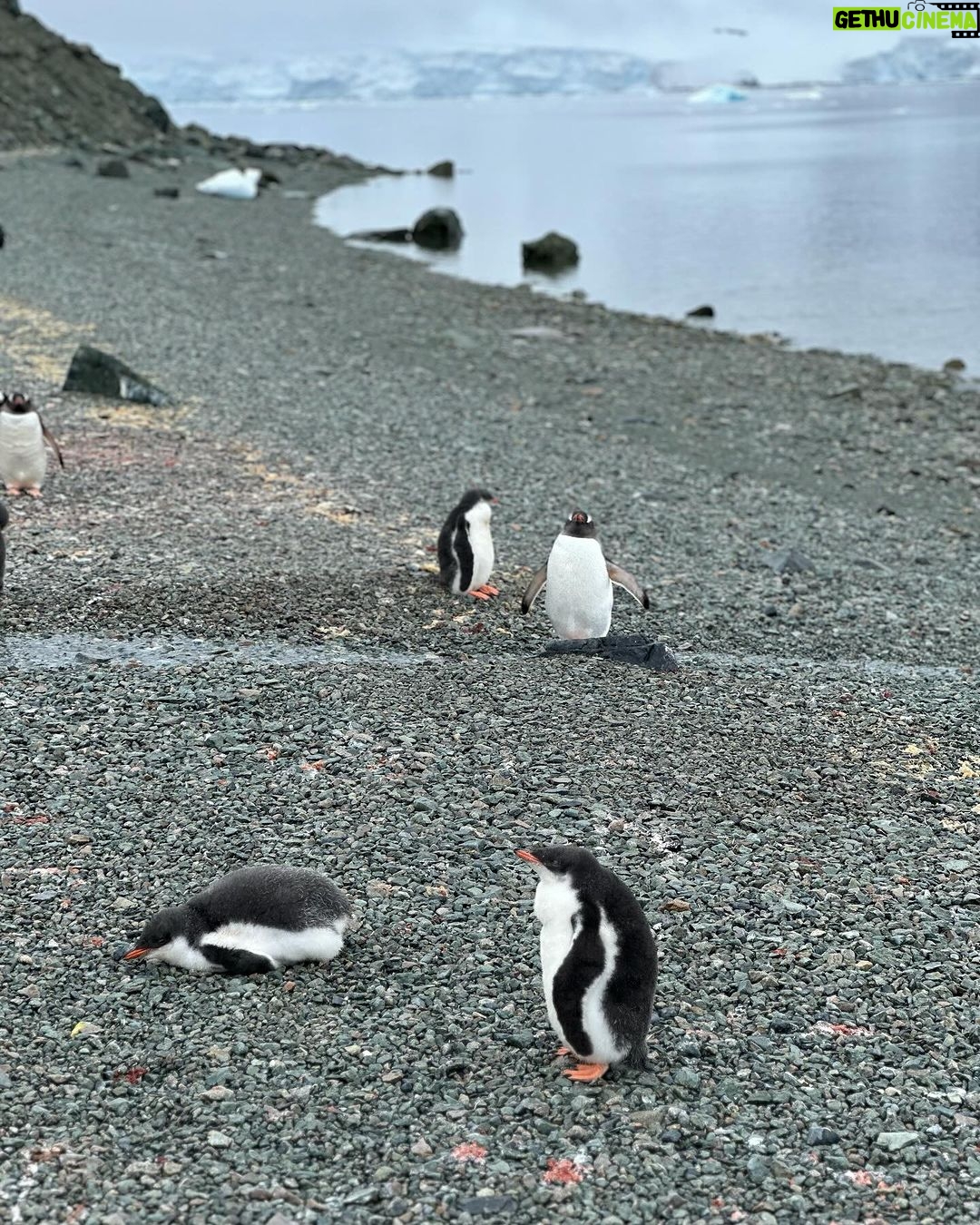 Ellen Adarna Instagram - ❤️🐧 #antarctica Danco Island