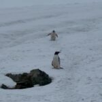 Ellen Adarna Instagram - ❤️🐧 #antarctica Danco Island