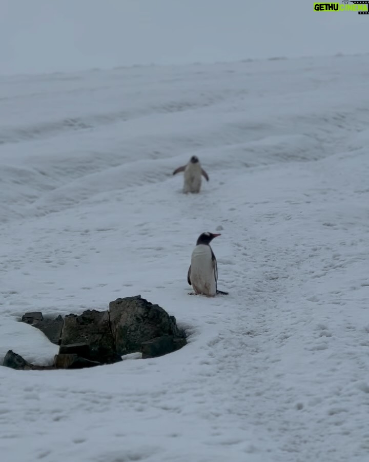 Ellen Adarna Instagram - ❤️🐧 #antarctica Danco Island
