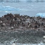 Ellen Adarna Instagram - ❤️🐧 #antarctica Danco Island