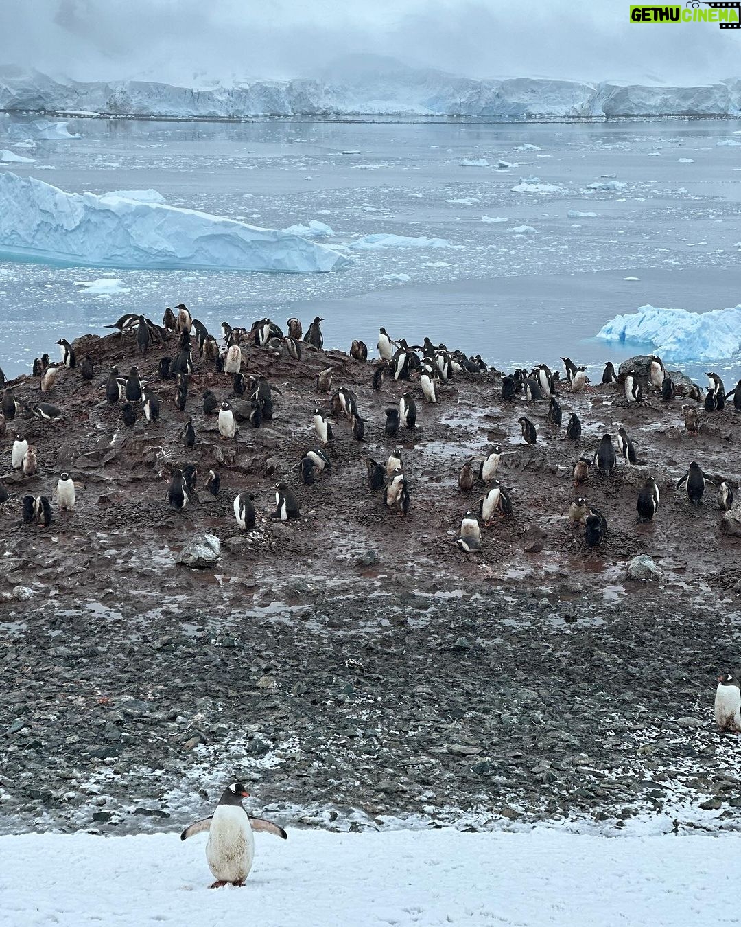 Ellen Adarna Instagram - ❤️🐧 #antarctica Danco Island
