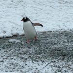 Ellen Adarna Instagram - ❤️🐧 #antarctica Danco Island