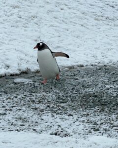 Ellen Adarna Instagram - ❤️🐧 #antarctica Danco Island
