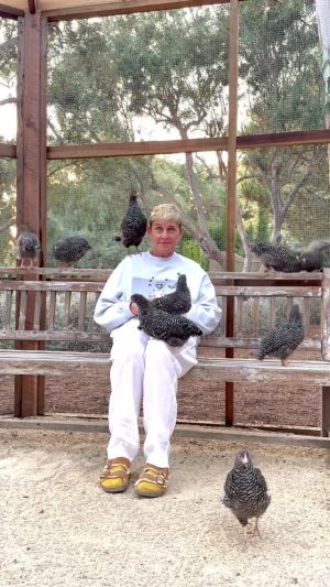 Ellen DeGeneres Instagram - Chicken Diary Day 7: 
They’ve begun to accept me as one of their own, except for Brenda who stares at me right in the eyes. I think she’s playing chicken. Linda keeps trying to sit on my head. She may think I’m an egg.