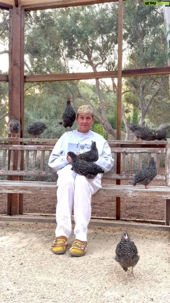 Ellen DeGeneres Instagram - Chicken Diary Day 7: They’ve begun to accept me as one of their own, except for Brenda who stares at me right in the eyes. I think she’s playing chicken. Linda keeps trying to sit on my head. She may think I’m an egg.